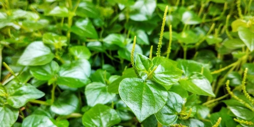 ampuh turunkan asam urat ini 7 manfaat daun suruhan untuk kesehatan 65215