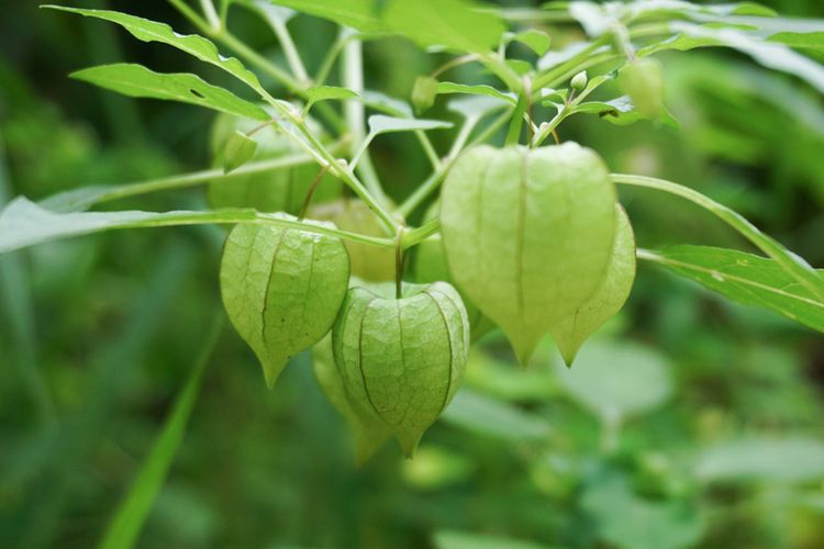 apakah benar buah ciplukan dapat dimakan untuk kesehatan ini faktanya 81490