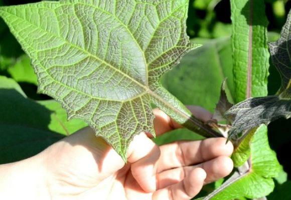 apakah daun insulin ampuh atasi diabetes ini penjelasannya 72467
