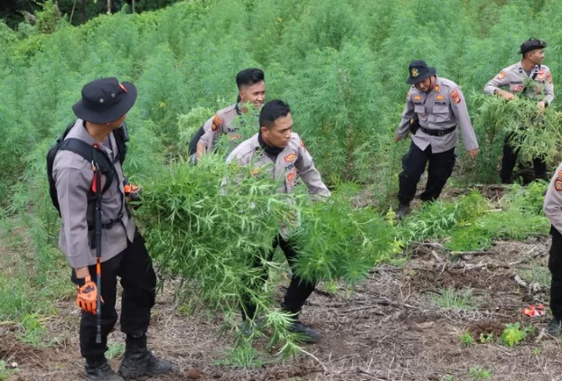 aparat gabungan tni polri musnahkan 40 hektare ladang ganja di nagan raya aceh 56719 1