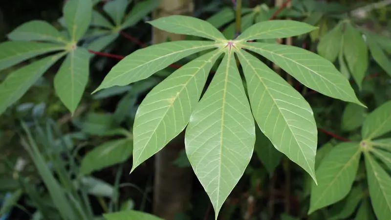 baik bagi tubuh ini 5 khasiat daun singkong yang kaya nutrisi dan tinggi protein 64918