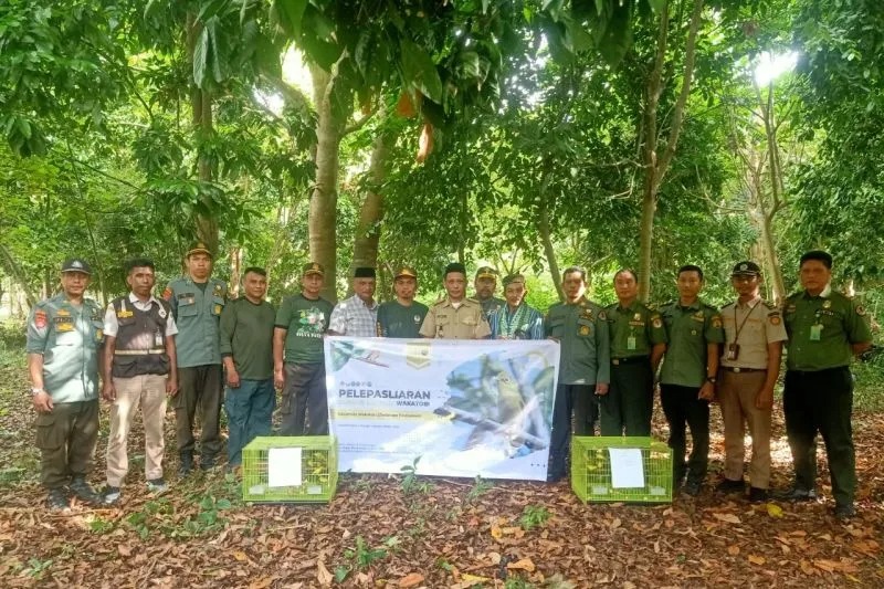 balai konservasi sumber daya alam sulteng lepaskan satwa langka asal wakatobi 55688