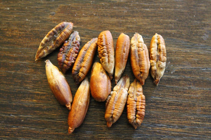 bebas kafein ini sederet khasiat kopi biji kurma bagi tubuh 71373