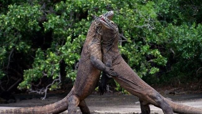 berikut tempat wisata paling indah di indonesia 46283 1
