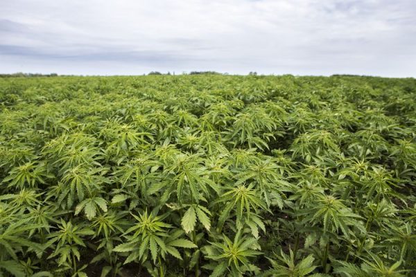 bnn dan polda aceh bekerja sama musnahkan 2 hektar ladang ganja di aceh besar 49897