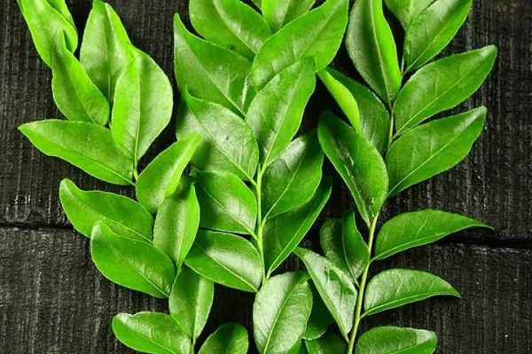 bukan hanya menjadi bahan rerempahan inilah beberapa manfaat daun kari bagi kesehatan 74926