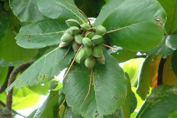 catat 5 manfaat buah ketapang bagi kesehatan dan kecantikan 70677