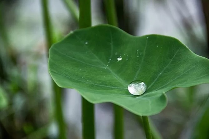 catat ini 9 khasiat daun talas yang masih asing ditelinga 67770