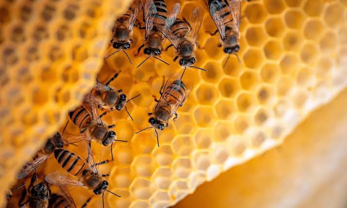 catat ini manfaat royal jelly bagi kesehatan tubuh 58216