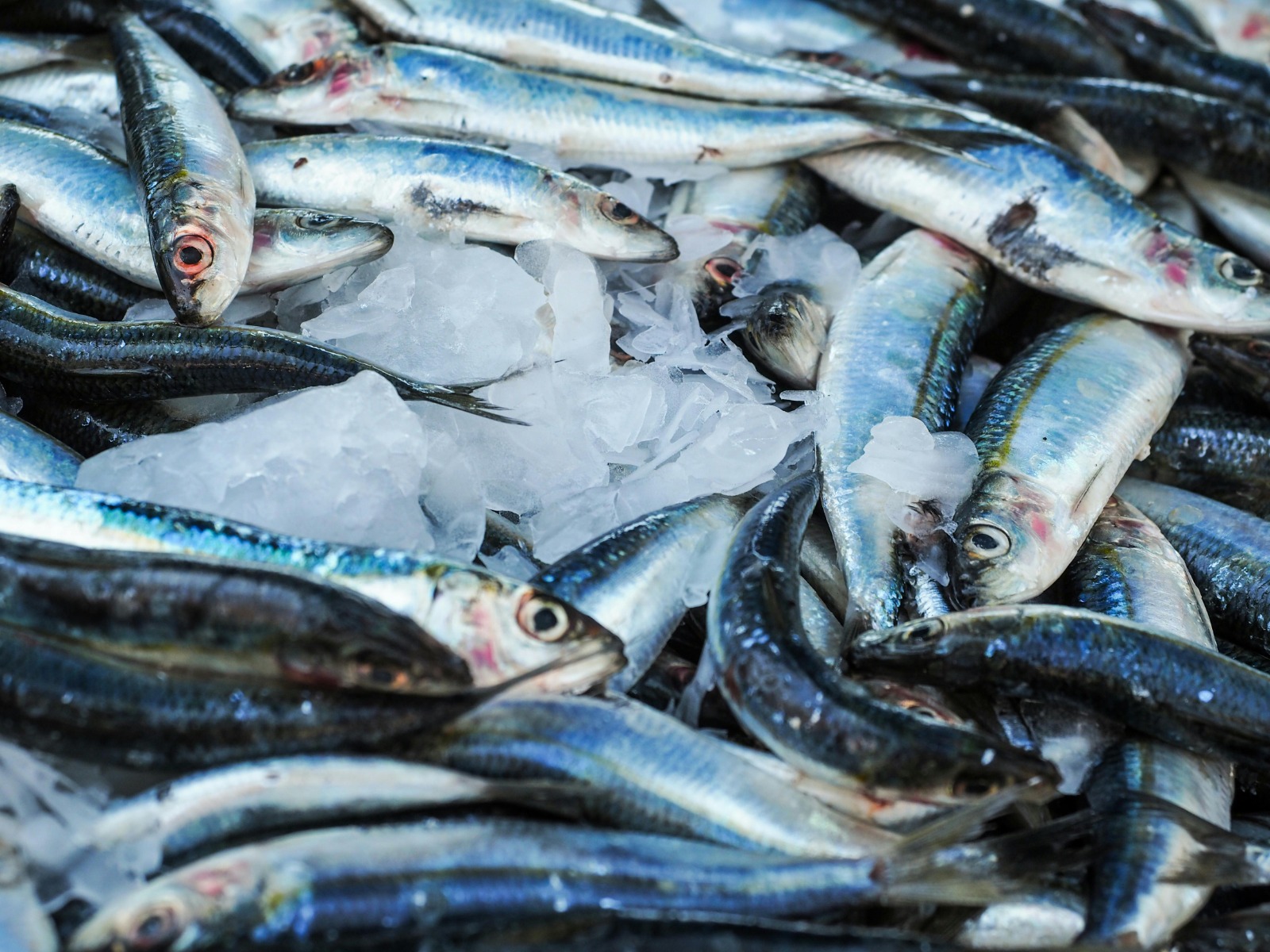 catat ini sederet jenis ikan yang paling baik bagus untuk diet 79334