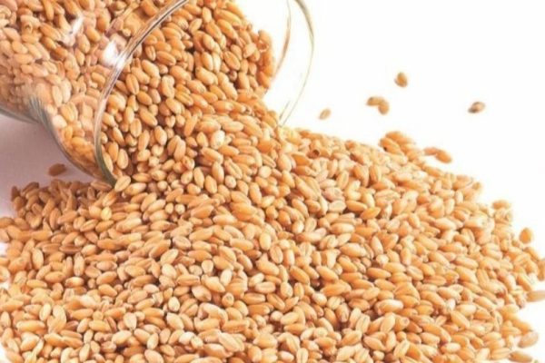 catat ini sederet khasiat beras gandum yang baik bagi tubuh 70385 1