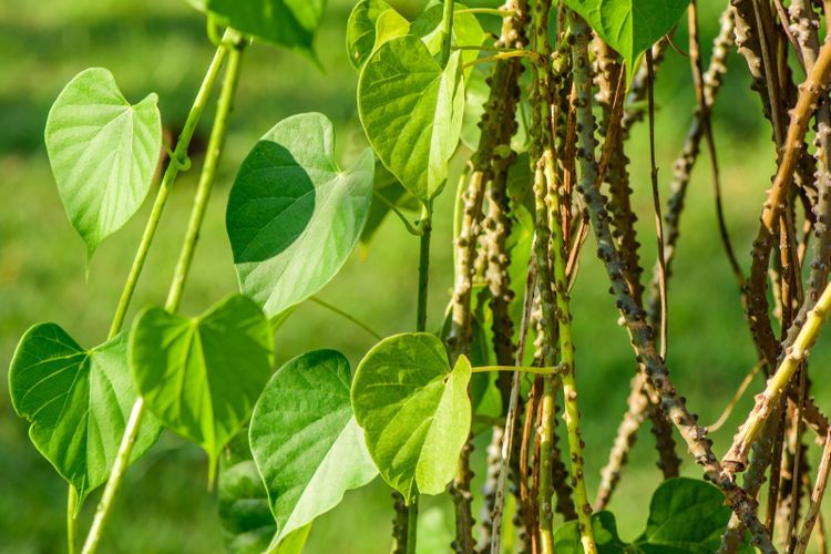 catat ini sederet tanaman herbal yang dipercaya bikin panjang umur 65490