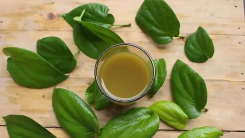 catat inilah 5 manfaat minum air rebusan daun sirih daun bagi kesehatan 75369