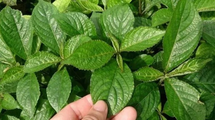 dahsyat ini manfaat daun keji beling bagi tubuh 76055