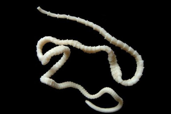 dari diet cuka hingga cacing pita ini sederet pola diet ekstrem yang berbahaya 70284 1