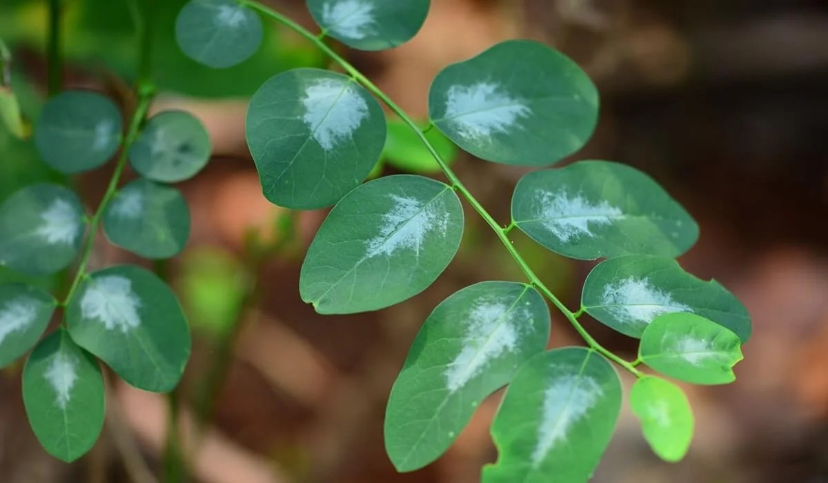 daun katuk dan khasiat rahasianya bagi tubuh 80594