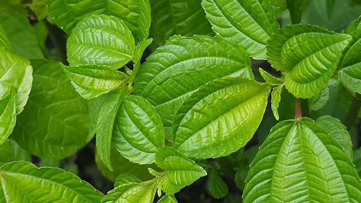 daun pohpohan tumbuhan yang banyak akan manfaat 74755