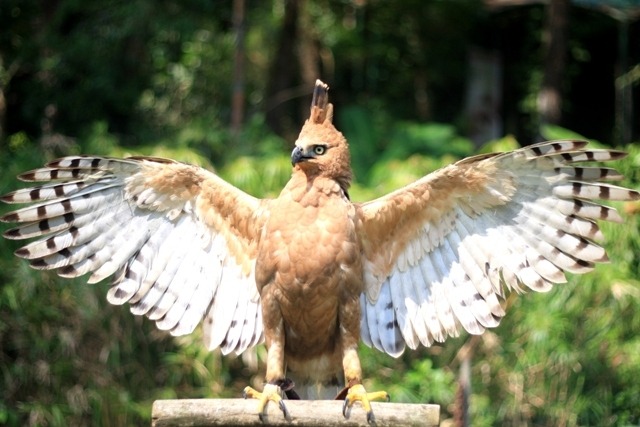 elang jawa habitat ciri makanan dan fakta unik 61150
