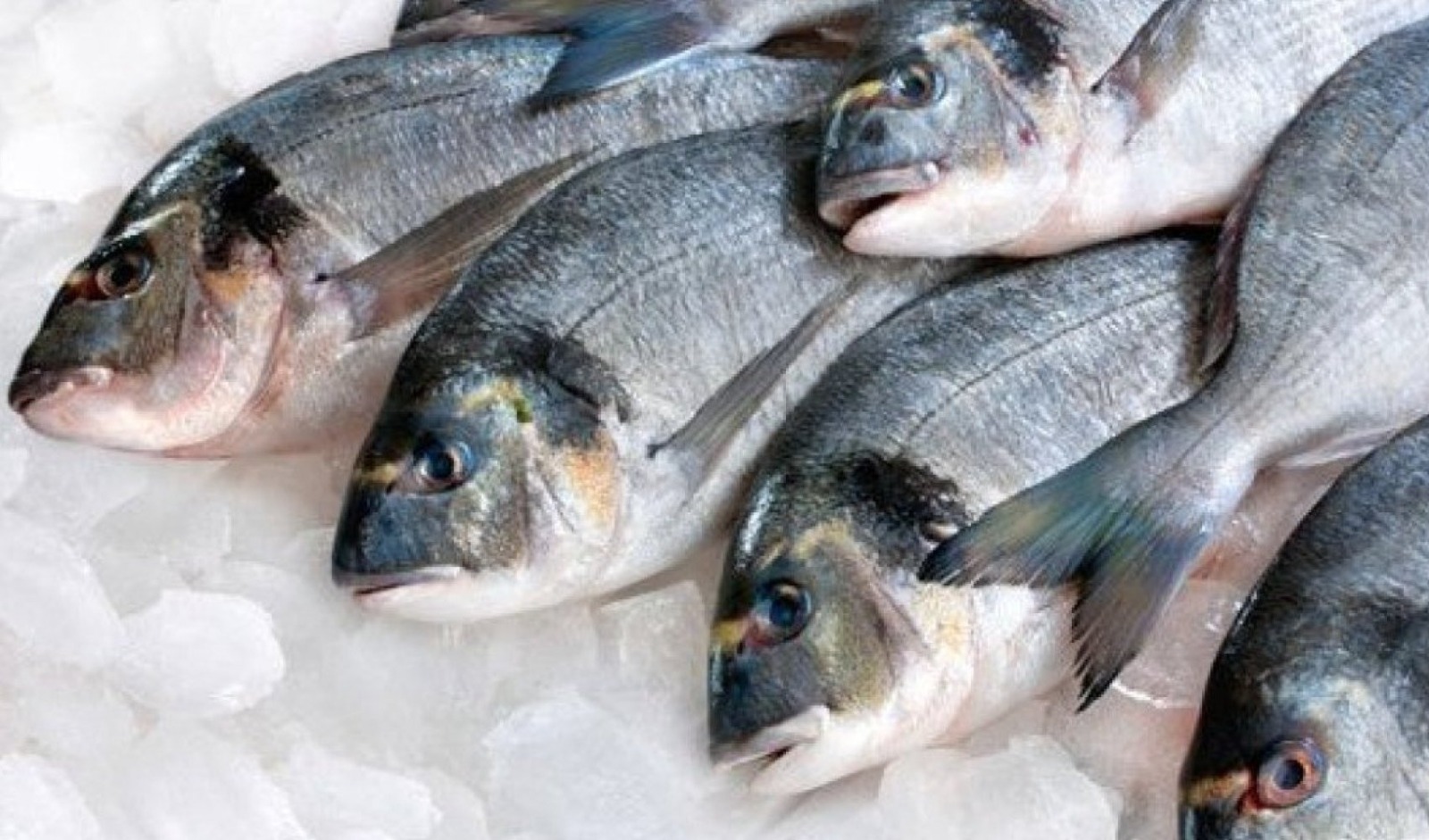 hindari ini 5 makanan yang seharusnya tak dikonsumsi bersamaan dengan ikan 66857