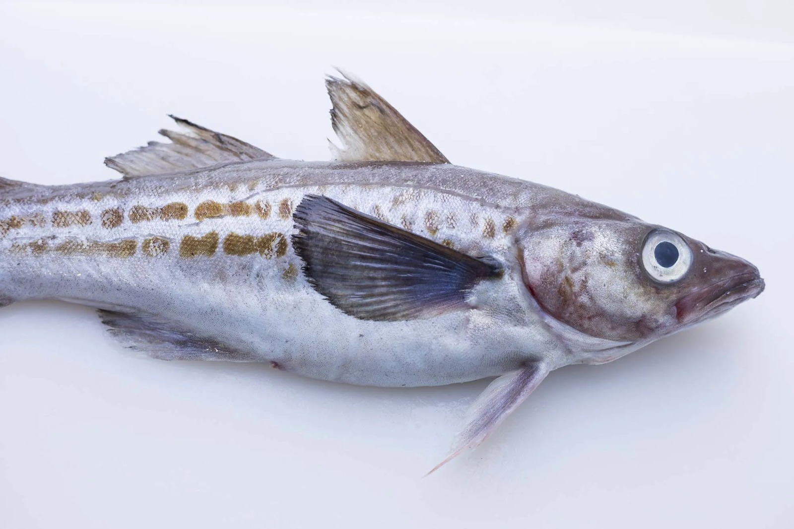 ikan pollock kenali manfaatnya bagi kesehatan 82313