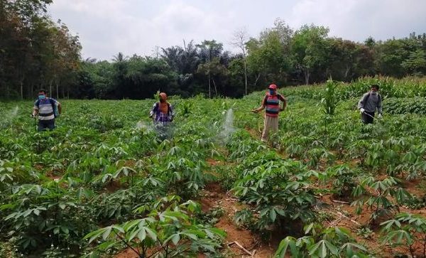 indonesia punya tanaman penghasil emas 46083
