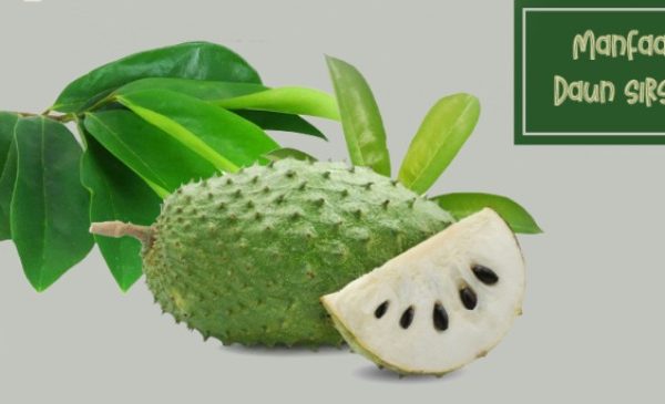 ini lima manfaat daun sirsak bagi kesehatan 82355