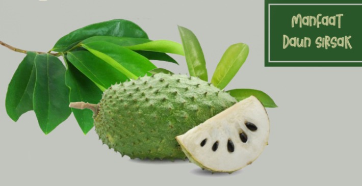 ini lima manfaat daun sirsak bagi kesehatan 82355