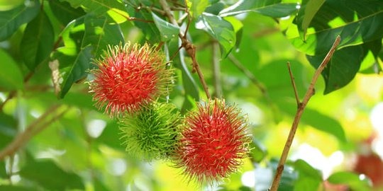 jangan dilewatkan ini sederet manfaat daun rambutan bagi kulit 71958