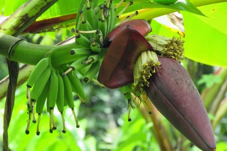jantung pisang ini sederet khasiatnya bagi kesehatan yang jarang didengar 78074 1