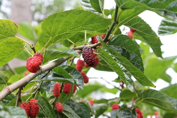 jarang terdengar ini fakta terkait daun murbei 69371