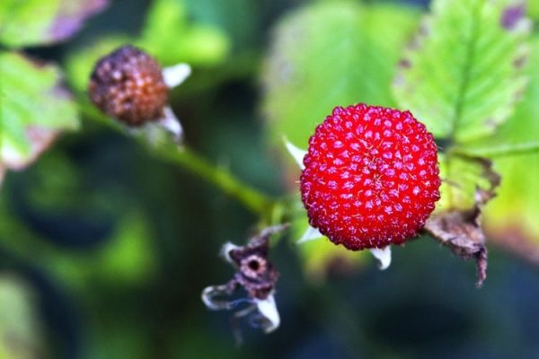 jarang terdengar ini sederet khasiat buah arbei bagi tubuh 73054