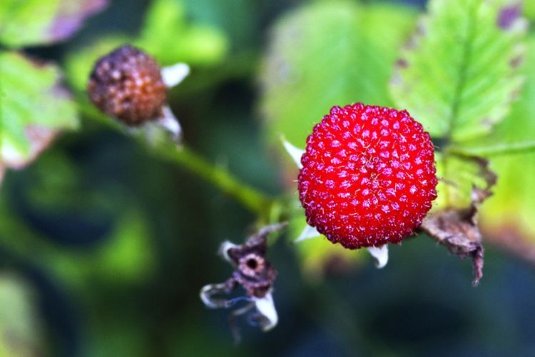 jarang terdengar ini sederet khasiat buah arbei bagi tubuh 73054