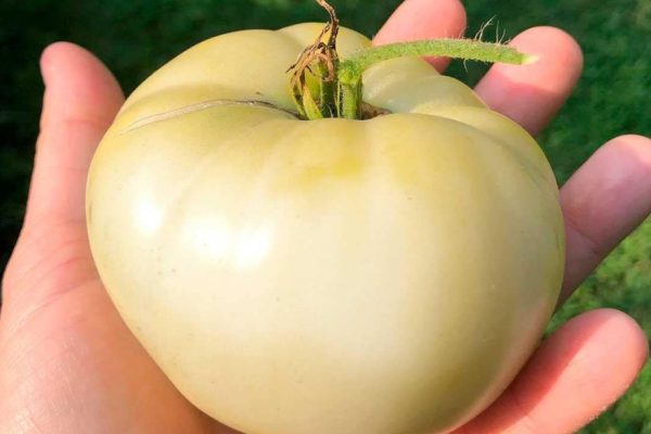 jenis tomat ini miliki manfaat rahasia 82314