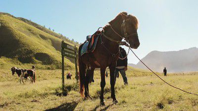 kabar gembira untuk para pencinta bromo pasalnya savana bromo mulai menghijau pasca kebakaran 64709