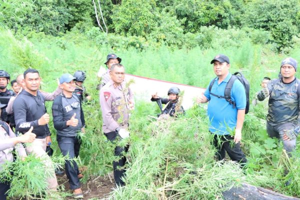 kapolres aceh besar pimpin pemusnahan empat hektar ladang ganja 49427