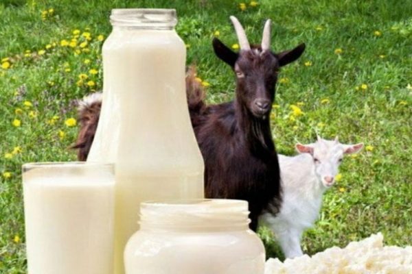 kaya nutrisi inilah manfaat susu kambing etawa untuk kesehatan 55725