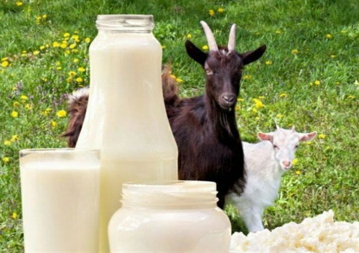 kaya nutrisi inilah manfaat susu kambing etawa untuk kesehatan 55725