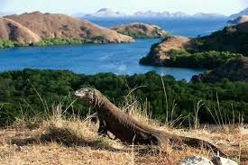 kelebihan keindahan panorama pulau komodo 45750