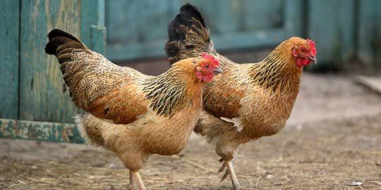 kemenkes ri sebut risiko infeksi flu burung ke manusia masih rendah 55120