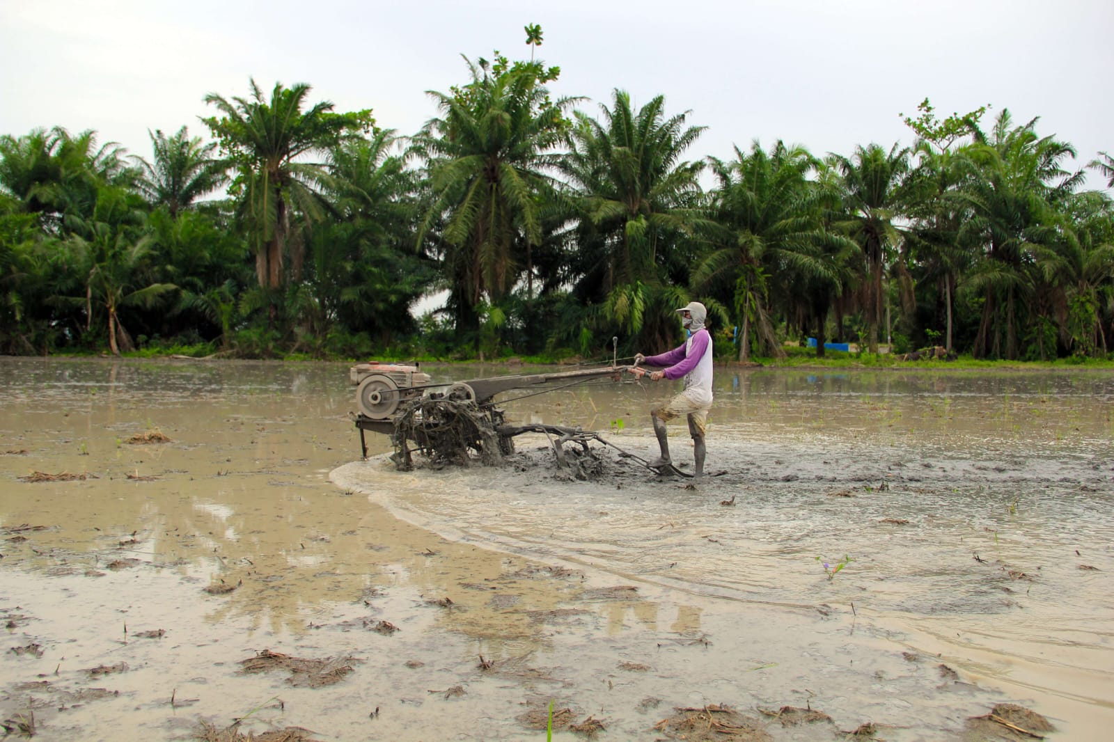 kementan program cetak sawah lahan padi akan mulai pada oktober 2024 76097