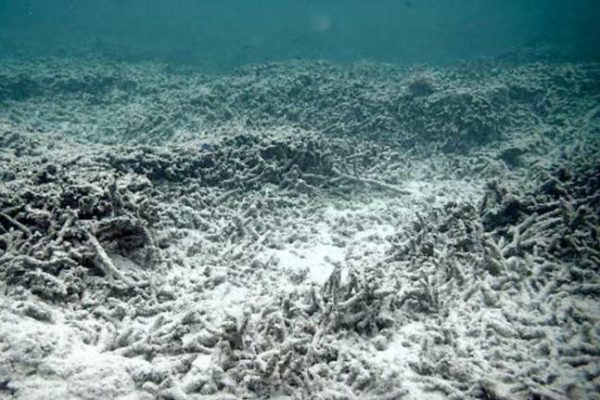 kementerian kelautan dan perikanan berhasil menangkap 4 pelaku peledak bom ikan 71234 1