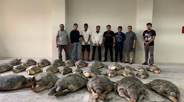 kepolisian berhasil menggagalkan 30 penyu hijau satwa yang dilindungi 48681