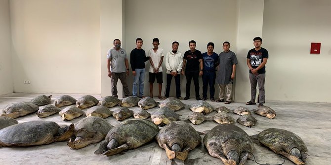 kepolisian berhasil menggagalkan 30 penyu hijau satwa yang dilindungi 48681