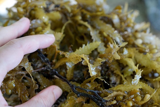 laminaria ini sederet manfaatnya bagi kesehatan tubuh 79447