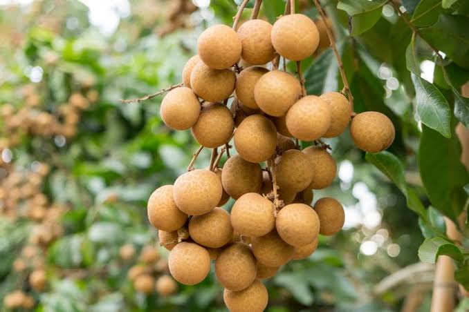 luar biasa 5 manfaat buah kelengkeng untuk kesehatan 70679
