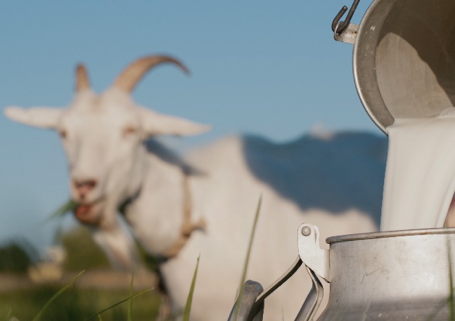 manfaat susu kambing etawa kaya nutrisi dan berkhasiat untuk kesehatan 64165 1