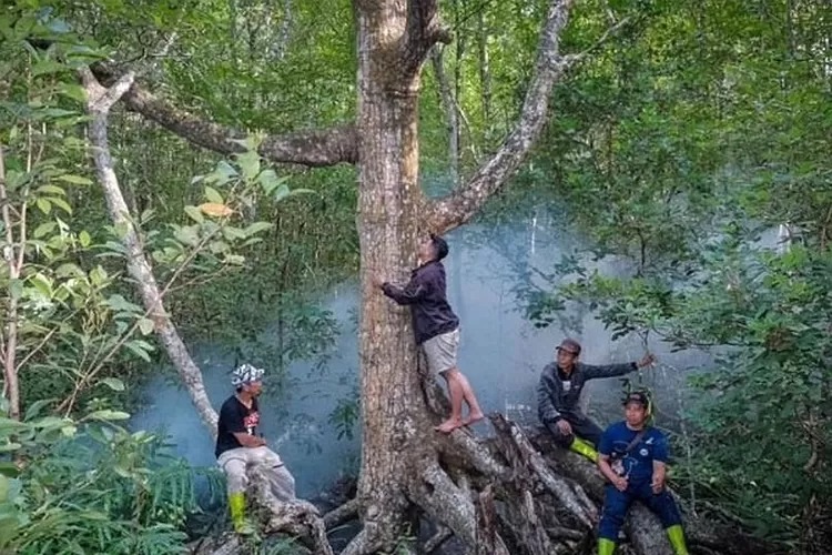 melepas penat pikiran isi waktu libur panjang di wisata hutan mangrove tungkal 69938