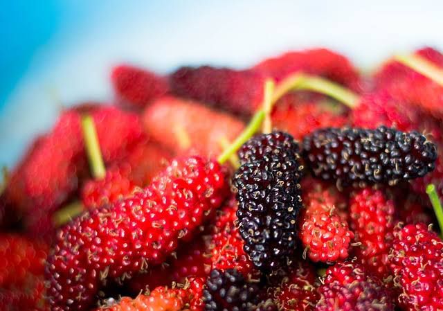 mulberry ini khasiatnya yang jarang didengar 78325