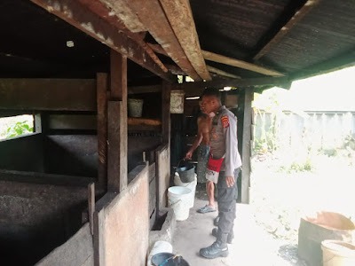 pantau kesehatan hewan binmas noken ops damai cartenz 2022 tinjau peternakan babi 52169 1