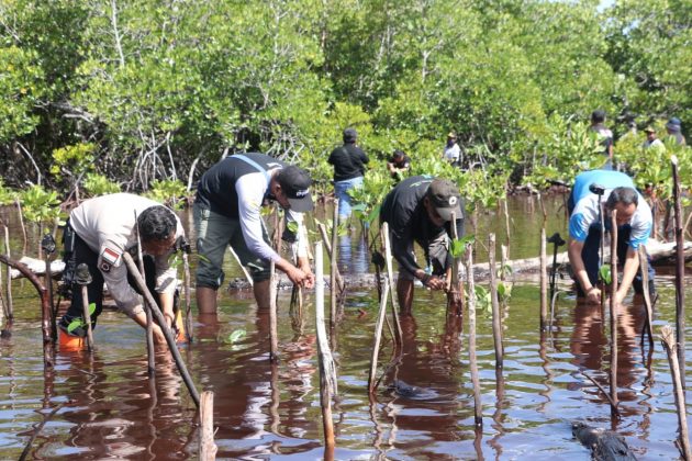 peringati hut humas polri polda papua tanam 500 mangrove 50925 1